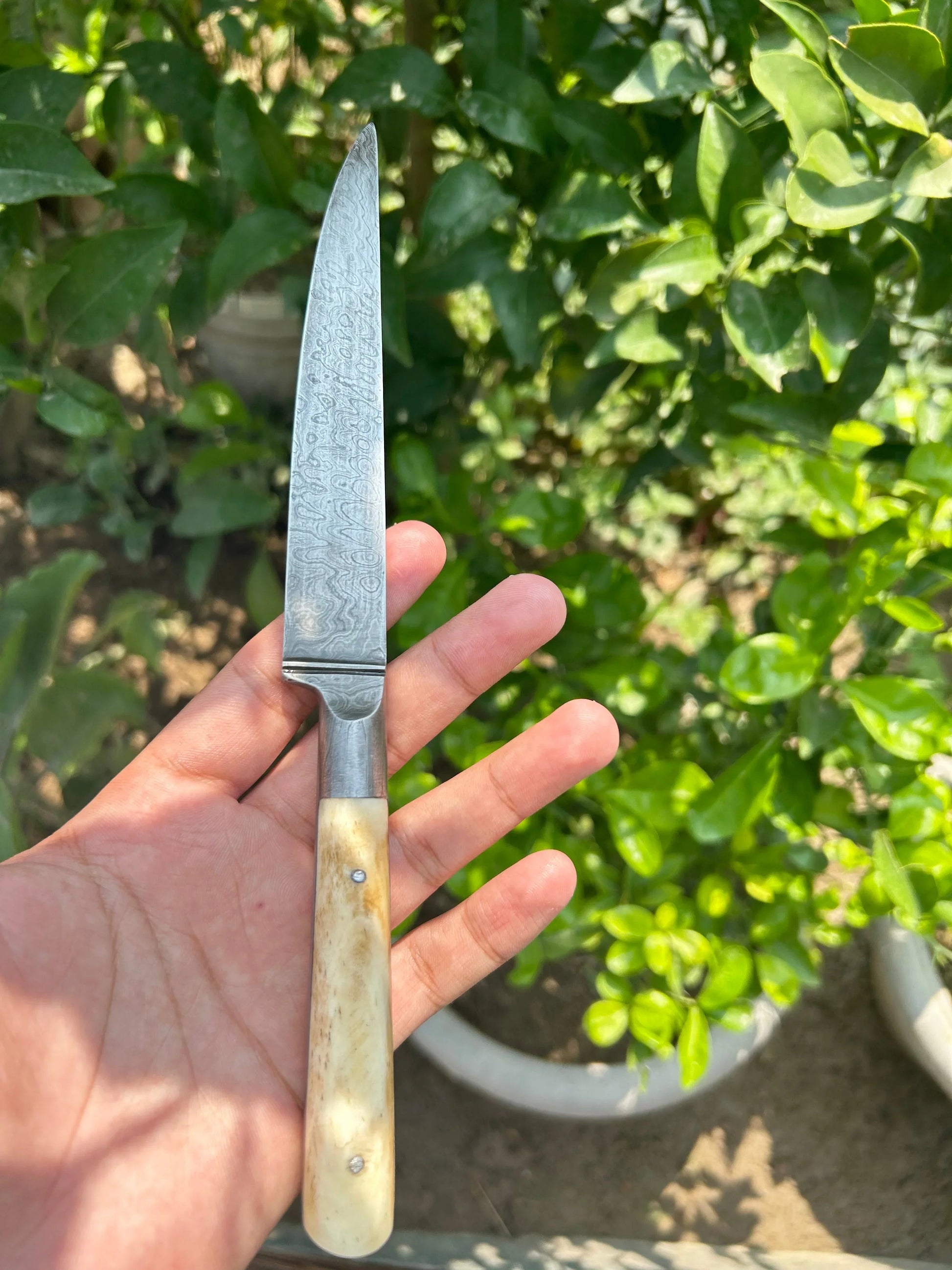 Damascus Kard(10 Inches) - SRI ASDHUJ